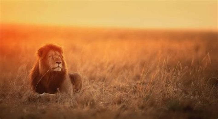 Powerful Representations of Leo Traits ·